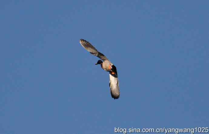 飞 wbr（雁） wbr1