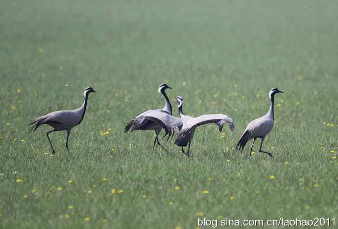 蓑羽鹤，好久不见