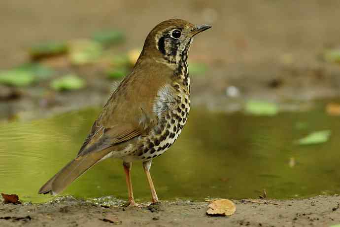 【综合】秋天拍的几只鸟