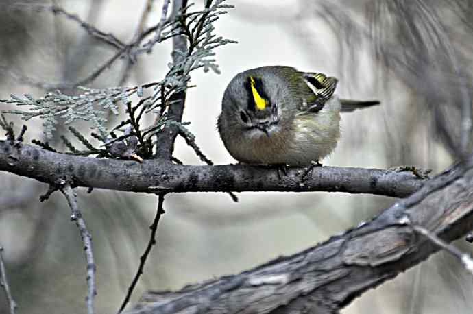 戴菊 wbr2 戴菊 wbr2