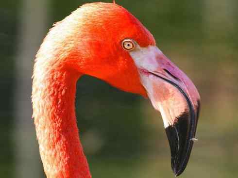 极品红色鸟类:火烈鸟 极品红色鸟类:火烈鸟