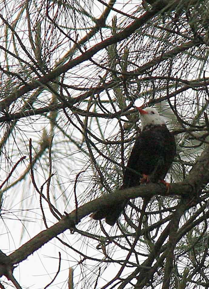 187.浙江缙云仙都农家乐（-）朱潭山鸟图