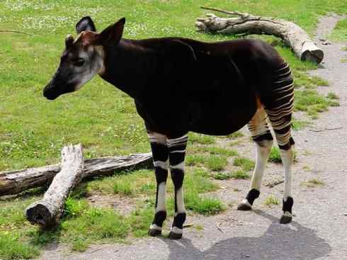 独角兽：传说的兽原型探秘（霍加狓）