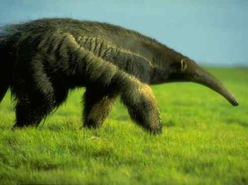 动物世界:山寨还是原创之五(蚁鴷、食蚁兽)