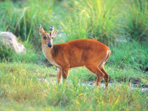 麒麟：传说的兽原型探秘（麂）