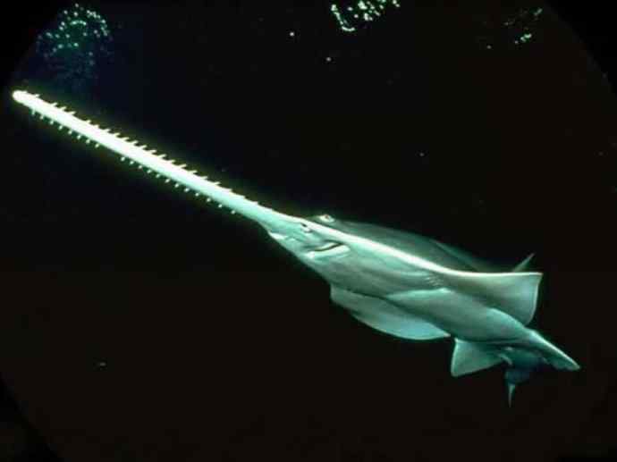 鱼类活化石：锯鳐