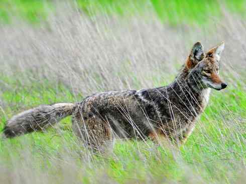 犬科:犬亚科犬属之郊狼、红狼 犬科:犬亚科犬属之郊狼、红狼