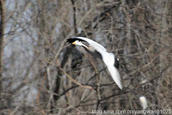 北京动物园的鸟类——飞（斑头雁）