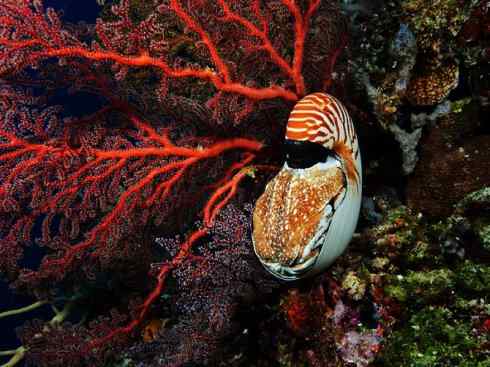 自然奇观:动物大迁徙(乌贼) 自然奇观:动物大迁徙(乌贼)