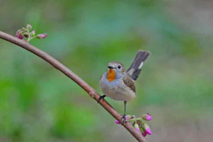 雄性红喉姬鹟（13）