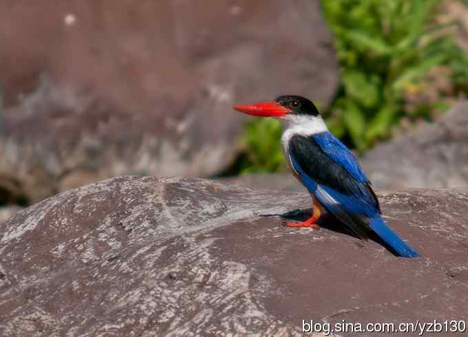 初次觐见幽州蓝妃（组图，12张图片）