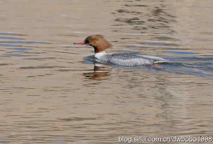 白河峡谷：鹮嘴儿小猫拍不够
