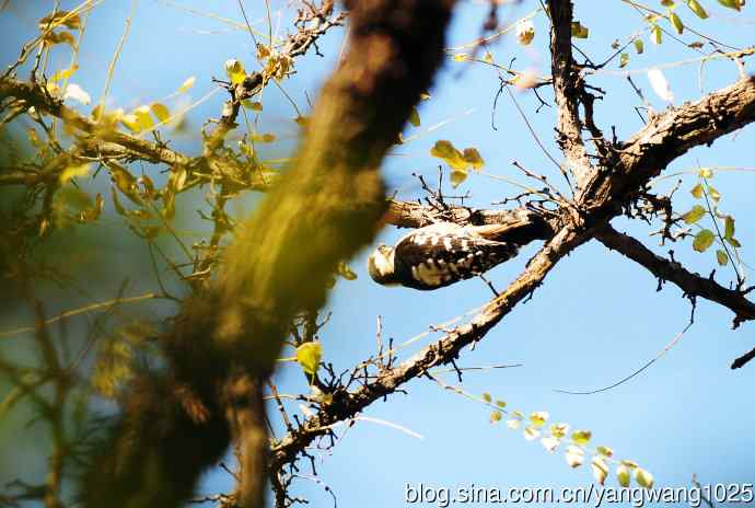 白背啄木鸟（记录版）