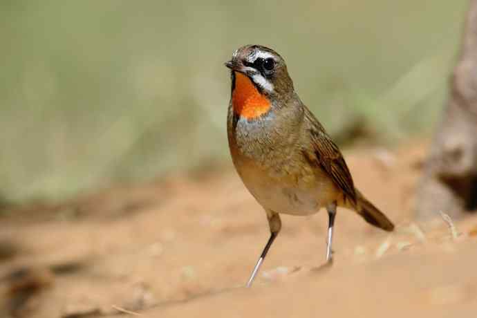 秋季迁徙鸟：红喉歌鸲*
