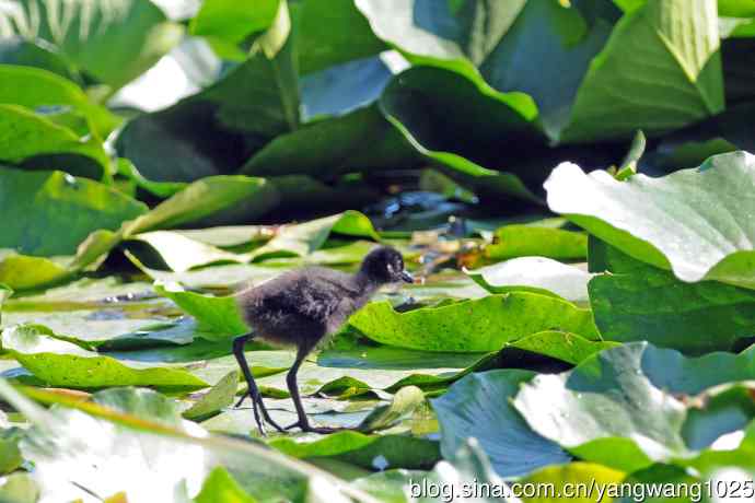 白胸苦恶鸟宝宝出窝了（2）