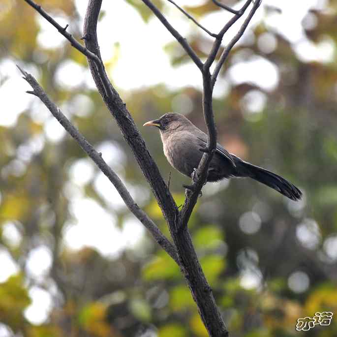 北京西山&nbsp;wbr路&nbsp;wbr北红尾鸲和山噪鹛