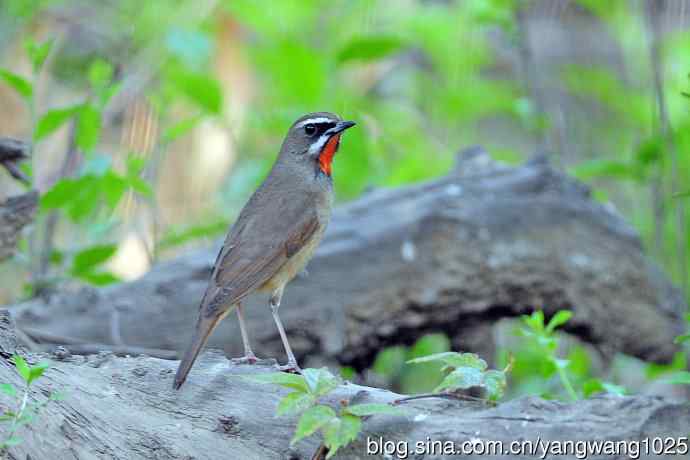 雄性红喉歌鸲（19）