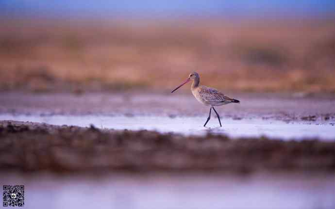 野鸭湖黄昏鸟影