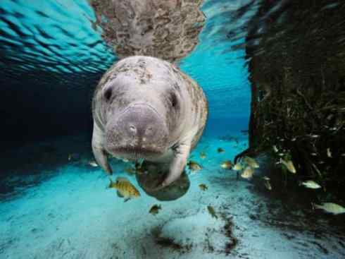 美人鱼：传说的兽原型探秘（海牛）