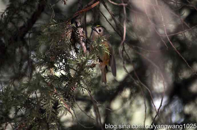 柏树丛中的戴菊