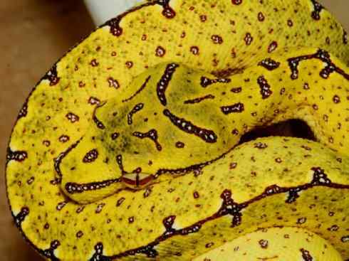 龙：传说的兽原型探秘（树蚺类）