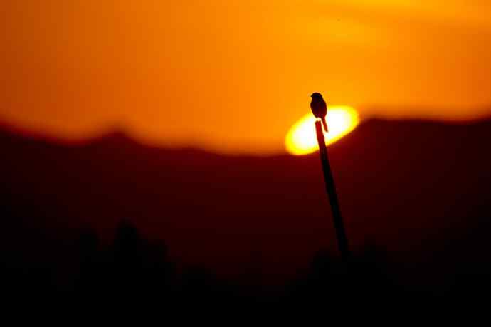 野鸭湖的楔尾伯劳吃什么？