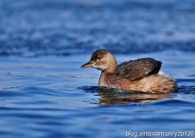 蓝色妖姬（组图，5张图片）