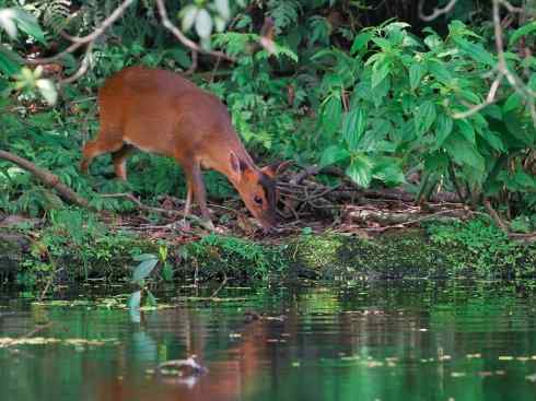 麒麟：传说的兽原型探秘（麂）