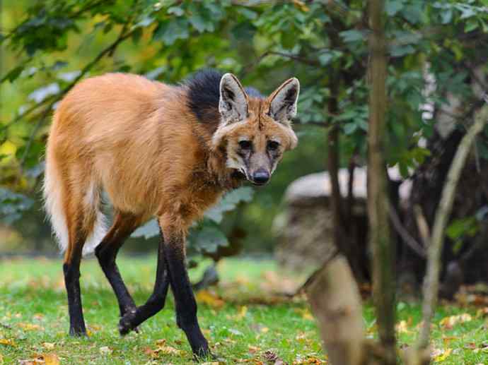 犬科:犬亚科鬃狼属的鬃狼 犬科:犬亚科鬃狼属的鬃狼