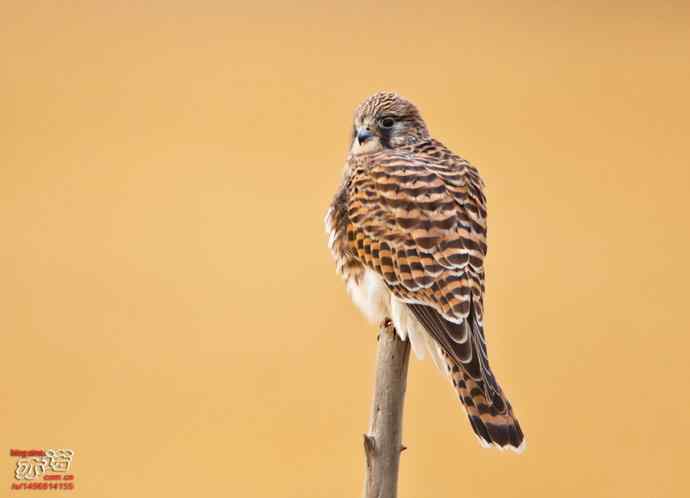 达里湖&nbsp;wbr路&nbsp;wbr红隼