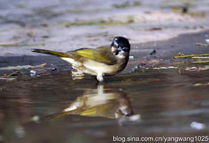 白头鹎bei（白头翁）