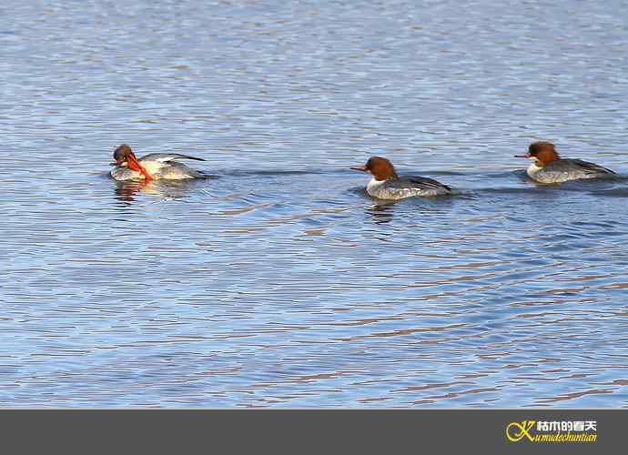 月亮湾拍的鈥溓锷逞尖潯臼蹬摹