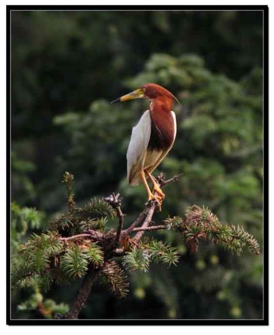 阳山摄鹭之池鹭篇