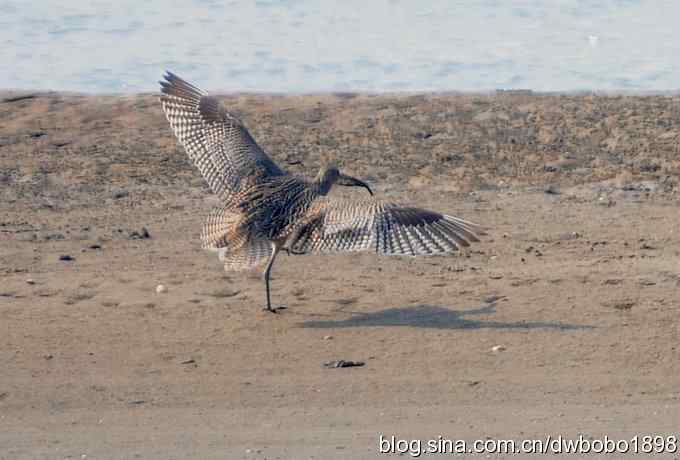浅水湾：观日出赏美杓