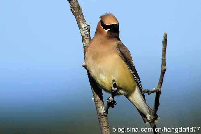 雪松太平鸟（2）