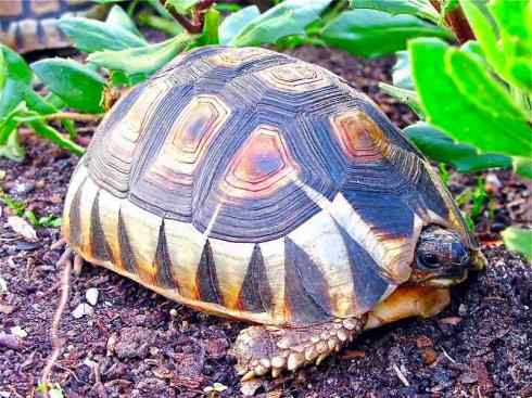 玄武：传说的兽原型探秘（象龟）