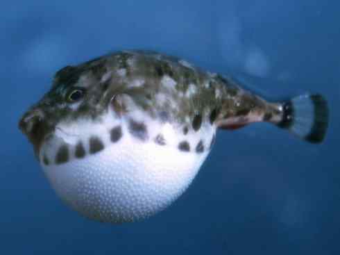 自然奇观:动物大迁徙(大马哈鱼) 自然奇观:动物大迁徙(大马哈鱼)