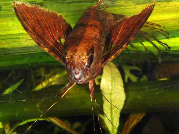 鱼类活化石:齿蝶鱼 鱼类活化石:齿蝶鱼