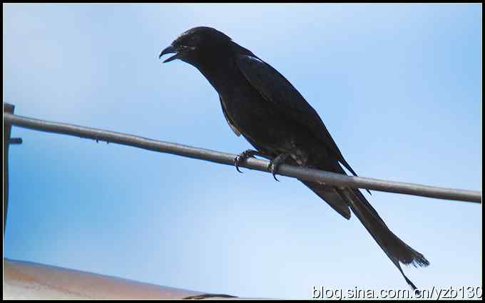 金海湖的鸟（1）鈥斺敽诰砦玻ㄗ橥迹