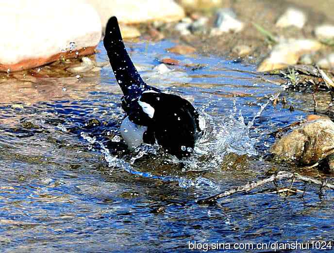 越洗越喜,一只可爱的小喜鹊