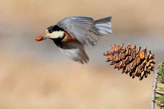 【新鸟】稻香湖的杂色山雀