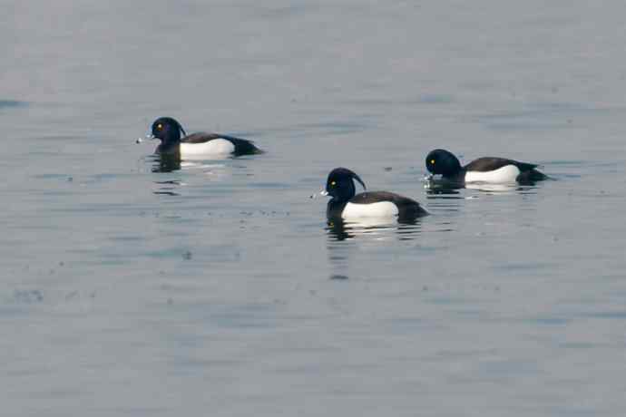 【新鸟】记录凤头潜鸭