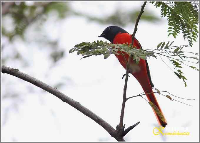 记录版：长尾山椒鸟【照片】