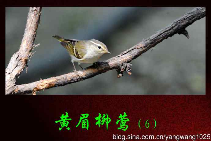 北京天坛公园的鸟类——黄眉柳莺（6）