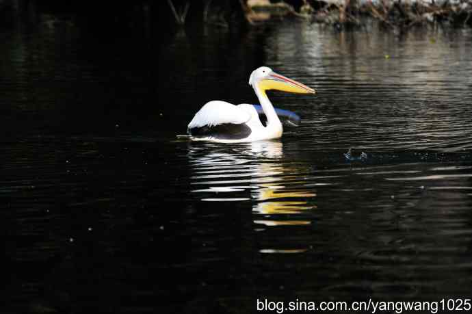 鹈鹕(大白)近况 鹈鹕(大白)近况