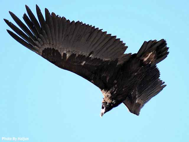 峡谷中 wbr. wbr沐浴阳光的秃鹫