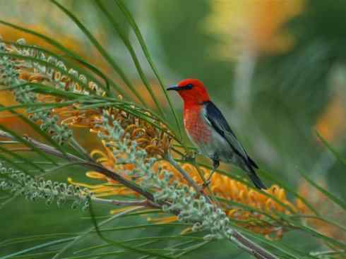 极品红色鸟类：绯红摄蜜鸟