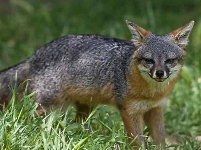 犬科：狐亚科灰狐属之灰狐、岛屿灰狐