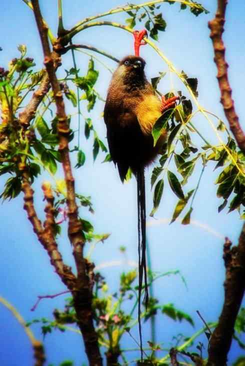 猎奇：十大奇异鸟类