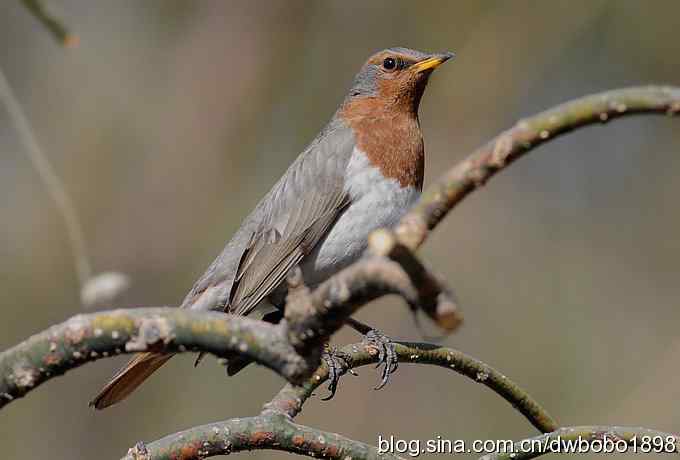赤颈鸫和珠颈斑鸠
